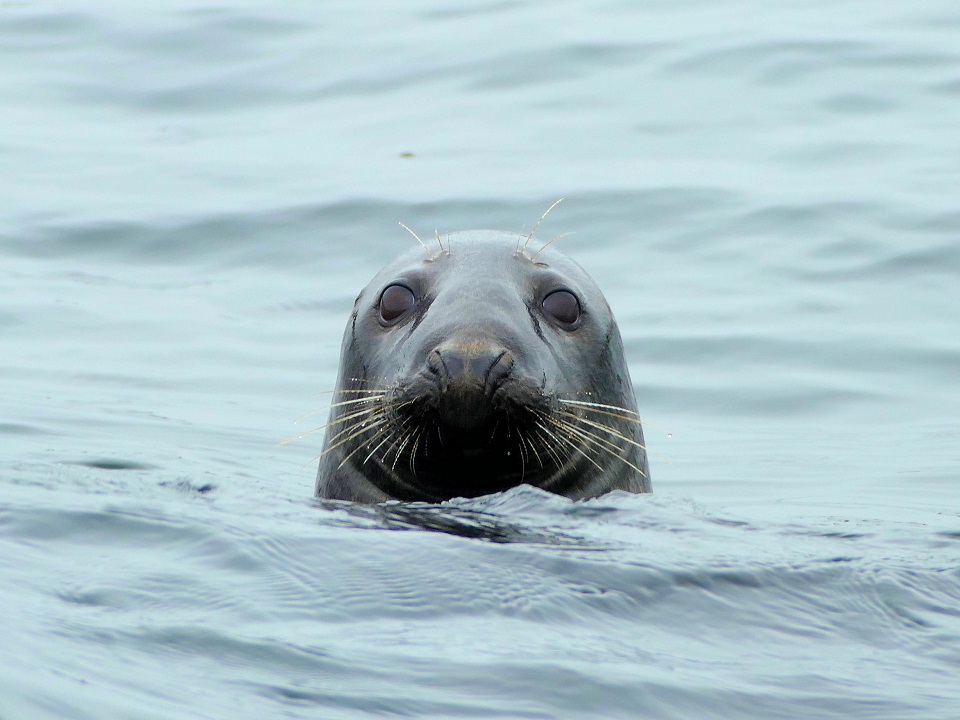 atlantic grey seal