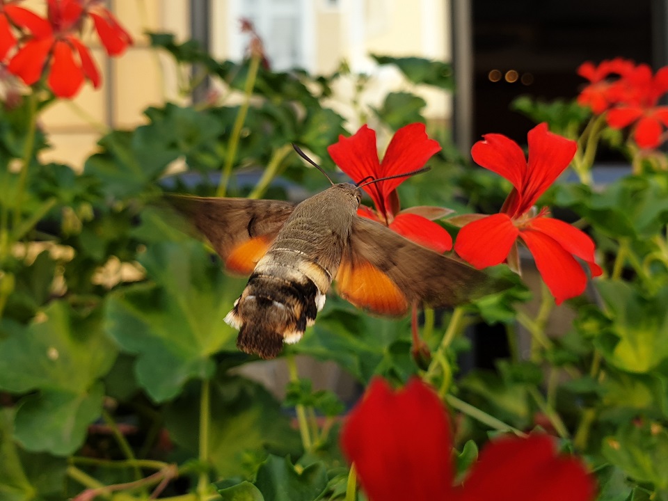 Hummingbird Hawk Moth