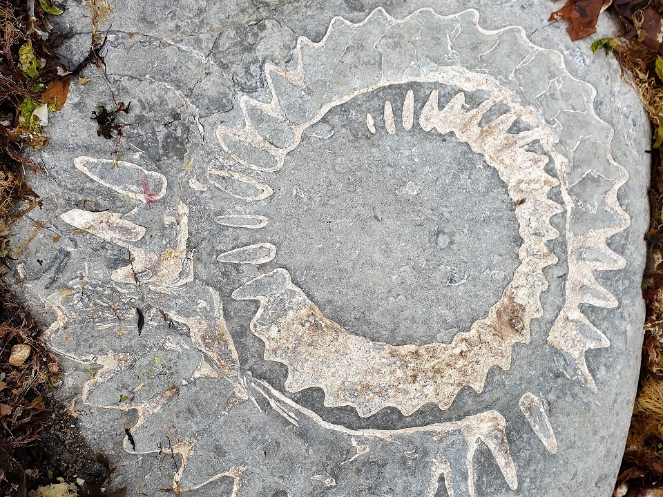 Giant Ammonite