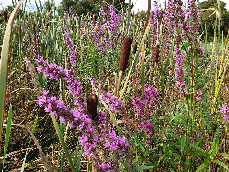 Campsfield Marsh