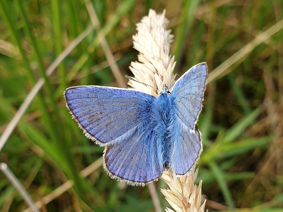 Natural History & Environment