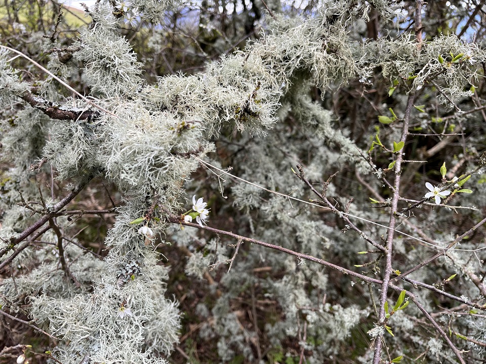 Walla Crag lichens