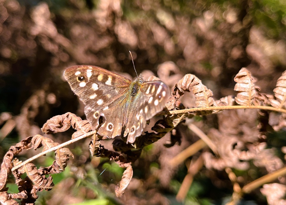 Speckled Wood