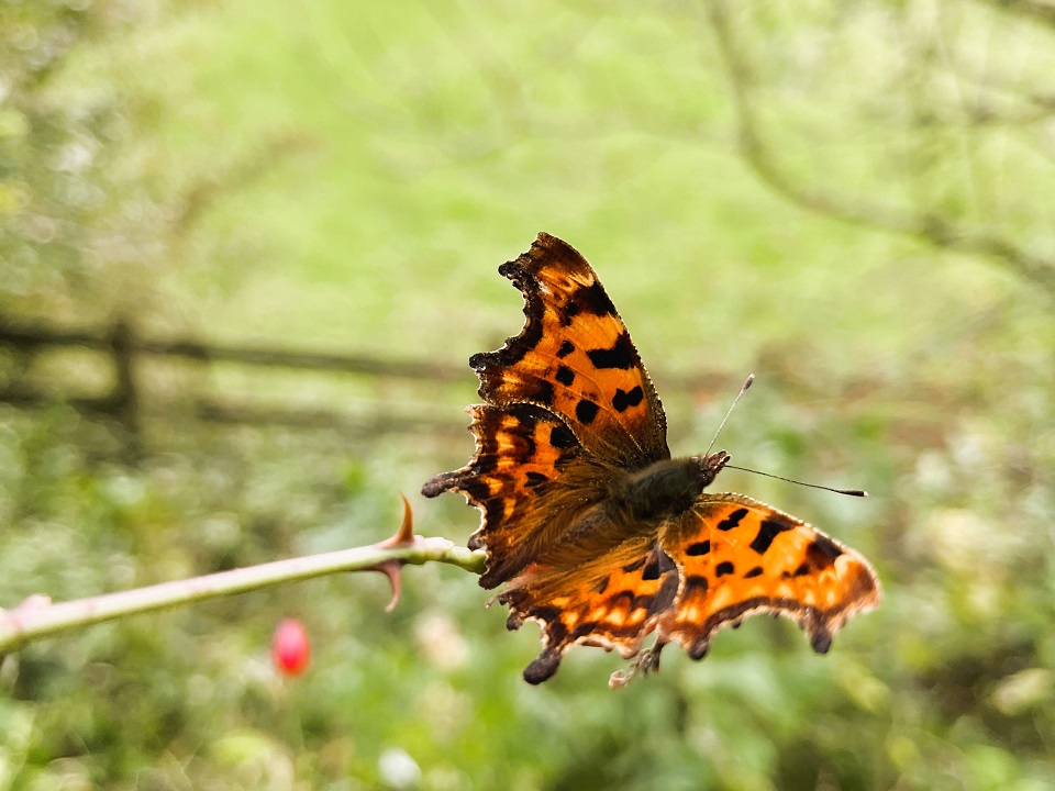 Cumbrian Comma