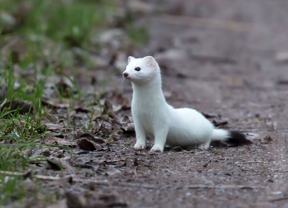 Ermine